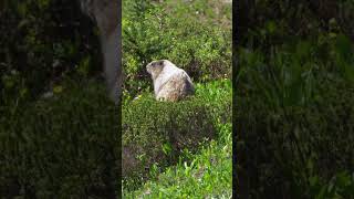 Hoary Marmot in Mt Rainier National Park… nationalparks travel wildlife [upl. by Notsnorb240]