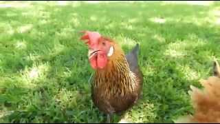 About White or Brown Leghorn chickens for backyard flocks and pets [upl. by Domella]