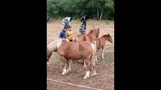 XXXIII Concurso Exposición del Caballo Hispano Bretón en San Emiliano  León [upl. by Ihculo]