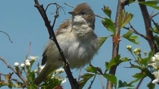 Common Whitethroat Bird Singing a Beautiful Song  Chant de La Fauvette Grisette [upl. by Nol220]