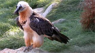 Bearded Vulture 48 years old  Black vulture Aegypius monachus  Alpenzoo Innsbruck Tirol [upl. by Panchito198]