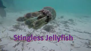 Fish Cage and Jelly Fish in Surigao Sea  Stingless Jellyfish [upl. by Norej]