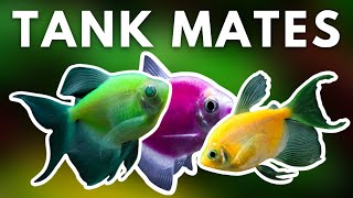 TOP 5 BEST GLOFISH TANK MATES FOR YOUR AQUARIUM [upl. by Amaryl]