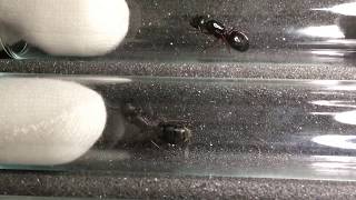 Mystery Camponotus vs C modoc C laevigatus C vicinus and C quercicola [upl. by Durman]