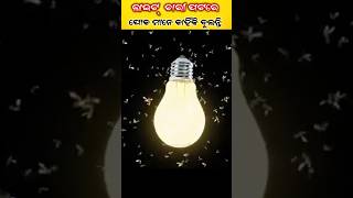 ପୋକ ମାନେ Light ଚାରି ପଟରେ କାହିଁକି ବୁଲିଥାନ୍ତି [upl. by Ailehc]