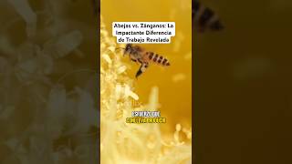 Abejas vs Zánganos La Impactante Diferencia de Trabajo Revelada [upl. by Melisent459]