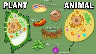 PLANT VS ANIMAL CELLS [upl. by Taddeo557]