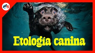 ¿QUÉ ES LA ETOLOGÍA CANINA [upl. by Thorn]