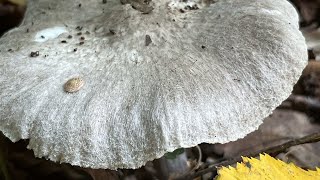 4K Tricholoma terreum Mushroom Identification [upl. by Kean]