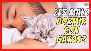 DORMIR CON GATOS ES MALO🐱 BENEFICIOS y CONSEJOS PARA EVITAR PROBLEMAS [upl. by Fokos184]