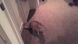 Friends Cat Meows Aggressively then Attacks [upl. by Nahama]