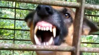 Vicious dog barking fiercely and loudly [upl. by Malena]