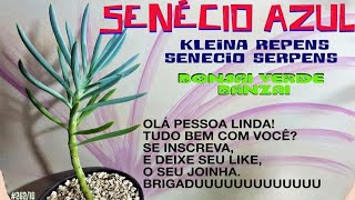 COMO CULTIVAR SENÉCIO AZUL senecio serpens ou kleinia repens [upl. by Nalon166]