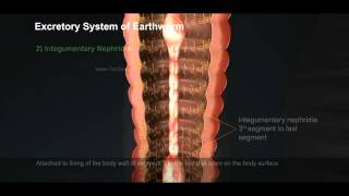 4 Excretory System of Earthworm 512 1 [upl. by Carper]