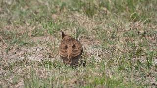 Crested Lark Cappellaccia Galerida cristata apuliae [upl. by Margie338]