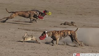 dog race chase real rabbit [upl. by Buderus]