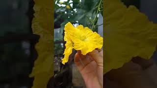 Yellow squash flower colorshorts [upl. by Gower]