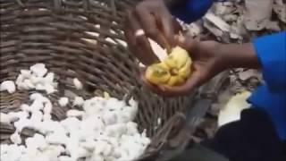 The Fermentation of Cocoa Beans [upl. by Elnukeda]