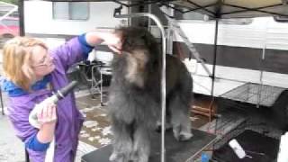 Bouvier Grooming Vidoes 001MOV [upl. by Cavan962]