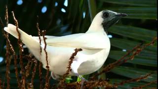 Pájaro Campana Cantando Sonido para Llamar El Mejor [upl. by Zetrac]