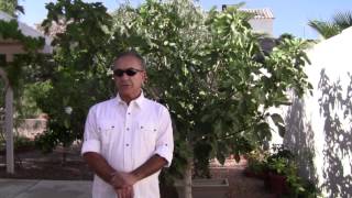 How to protect your fig trees from birds revolutionary new idea [upl. by Somerset]