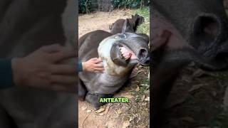 Anteaters Natures Insect Control Experts anteater wildlife nature animals biodiversity [upl. by Marven]