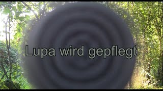 Lupa wird gepflegt [upl. by Kriss]