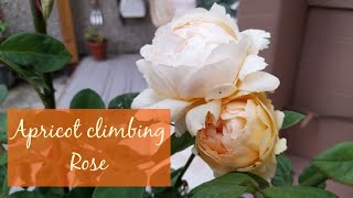 David Austin Wollerton Old Hall Rose Unboxing  Apricot Coloured Climbing Rose 🧡 UK [upl. by Najram99]