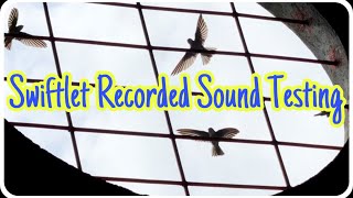 Swiftlet Sound Testing [upl. by Richela688]