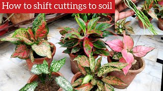 Grow aglaonema from cutting Aglaonema plant care how to transplant rooted cuttings to soil 101 [upl. by Anircam]