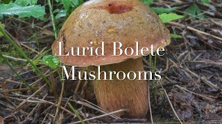 How to identify Lurid Bolete Suillellus Luridus Boletus luridis EN and Vietnamese sub [upl. by Alegnaed]