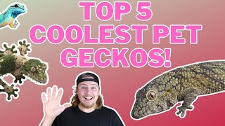 You Gotta Have These Geckos Top 5 Coolest Pet Geckos [upl. by Anaya]