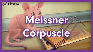 Meissner Corpuscle Mnemonic [upl. by Yadsendew]