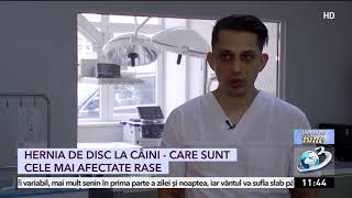 Hernia de disc la câini Care sunt cele mai afectate rase [upl. by Enelaehs]