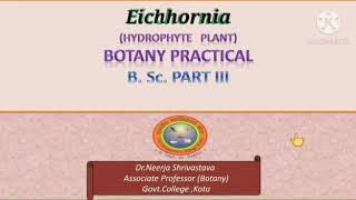 Eichhornia Hydrophyte Botany BScPart lll [upl. by Ybrek]