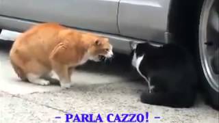 gatti che litigano [upl. by Pernas]