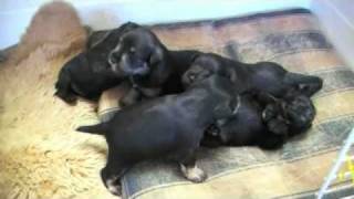 Miniature Schnauzer Puppies 18 Days Old [upl. by Treharne]