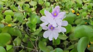 how to reproduce water hyacinth [upl. by Ahsillek]