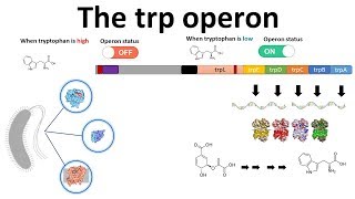 trp operon [upl. by Ayak876]