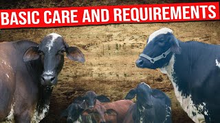 🔴  DAIRY COWS  CREATING GIROLANDO CATTLE BASIC CARE AND REQUIREMENTS ✅ Biggest Bulls And Cow [upl. by Anivle]