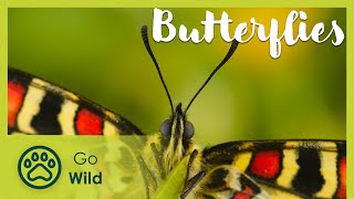 Butterfly habitats and conservation  Go Wild [upl. by Kannav]