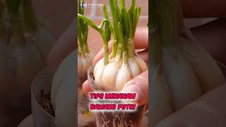 Unbelievable How to Planting Onions From Seed✅️🧄 Part 01 🌍 shorts short unique [upl. by Germaun]