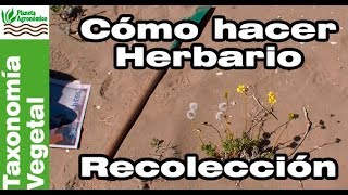 Cómo hacer un HERBARIO 🍃🍀 – 15  RECOLECCIÓN de plantas [upl. by Cahilly]