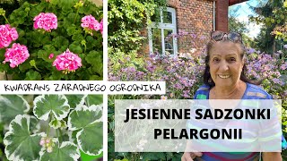 Jesienne sadzonki pelargonii [upl. by Harp]