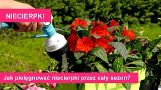 Niecierpki pielęgnacja i uprawa przez cały sezon Bujne kwiaty i sadzenie Kwiaty na balkon [upl. by Leanora424]