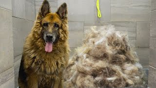 First groom in 10 years Most INCREDIBLE transformation EVER  King Shepherd [upl. by Cud]