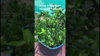 How to grow Mosambi plant garden shorts citrus trending [upl. by Shaylah755]