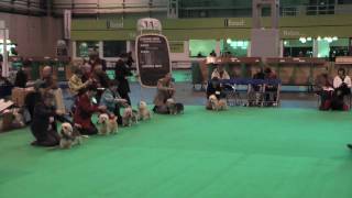 Dandies at Crufts 2009  Limit Bitch [upl. by Erhart]