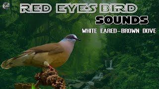 White Earedbrown Dove call for cages sounds [upl. by Lowrance406]