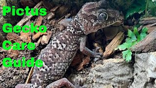 Pictus Gecko Care Guide [upl. by Nimaj]